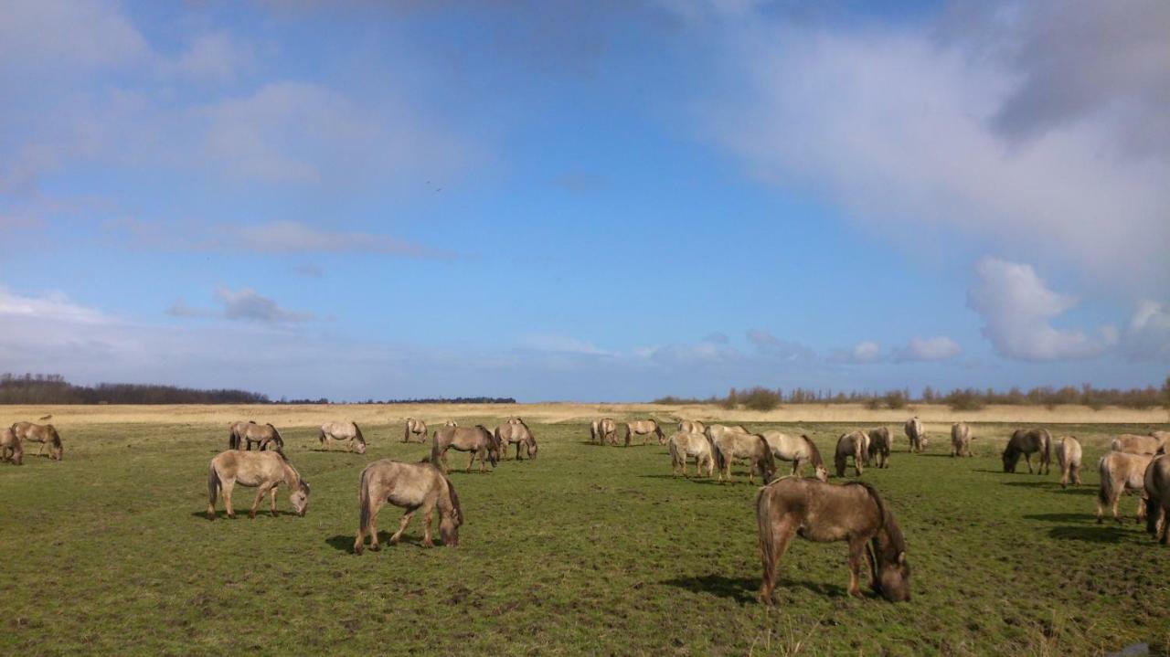 Wad Else Villa Lauwersoog Bagian luar foto