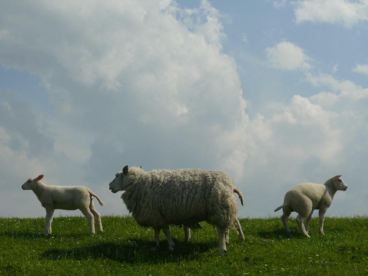 Wad Else Villa Lauwersoog Bagian luar foto
